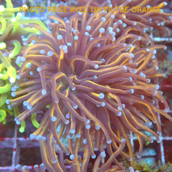 Euphyllia glabrescens NYK Indonésie euphy2969