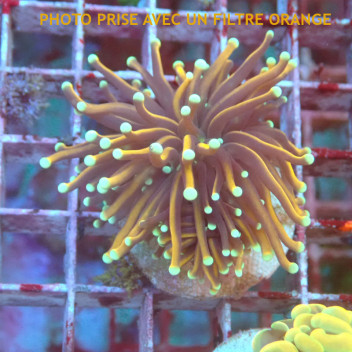 Euphyllia glabrescens NYK Indonésie euphy2971