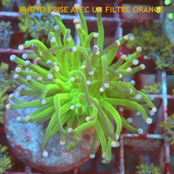 Euphyllia glabrescens vert Indonésie euphy2974