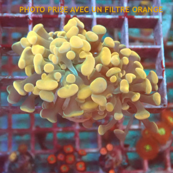 Euphyllia parancora gold Indonésie euphy2976