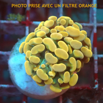 Euphyllia parancora gold Indonésie euphy2977