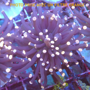 Euphyllia glabrescens joker Indonésie euphy2981