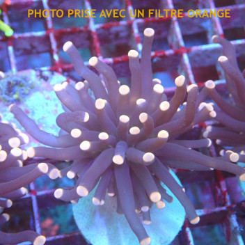 Euphyllia glabrescens joker Indonésie euphy2984