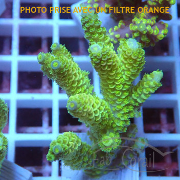 Acropora speciosa flaming sunrise Indonésie acro5648