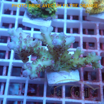 Acropora loripes Indonésie acro5661