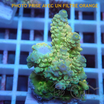 Acropora tenuis Indonésie acro5666