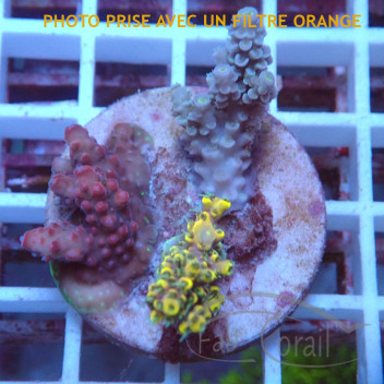 Acropora subglabra gold Indonésie acro5688