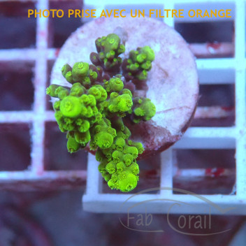 Acropora millepora Indonésie acro5691