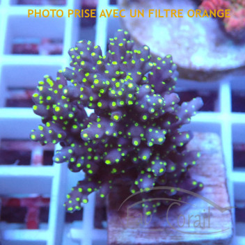 Acropora nana tricolor Indonésie acro5695