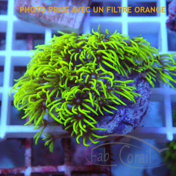 Pachyclavularia vert fluo pachy138