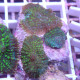 rhodactis bicolor disco692