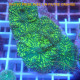 Discosoma disco693