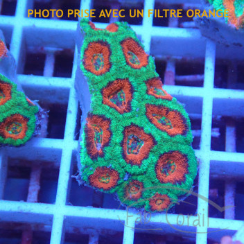 Acanthastrea lordhwensis AL2243