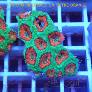 Acanthastrea lordhwensis AL2244