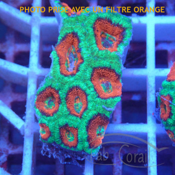 Acanthastrea lordhwensis AL2247
