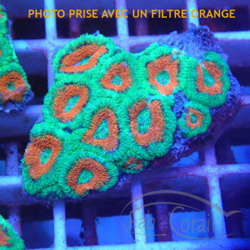 Acanthastrea lordhwensis AL2253