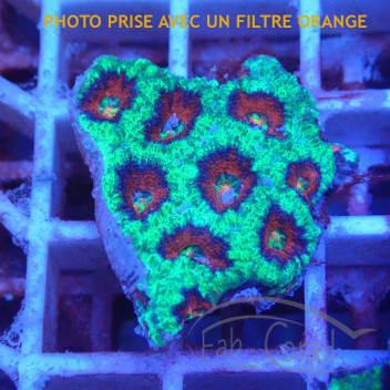 Acanthastrea lordhwensis AL2260