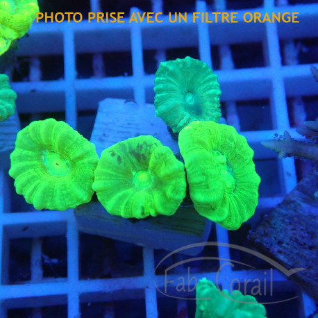 Caulastrea duo vert fluo/ bleu vert caula324