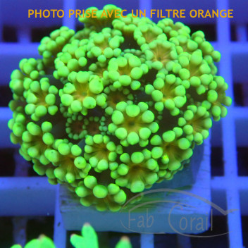 Alveopora alveo259
