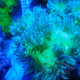 Catalaphyllia Indonésie jardinei284