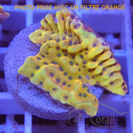 Montipora cebunensis monti1332
