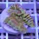 Montipora cebunensis monti1332