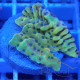 Montipora cebunensis monti1332