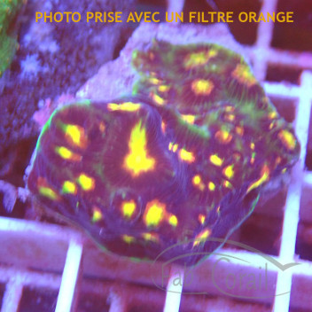 Favites pentagona favia286