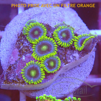 Zoanthus blue berry pie Z2308