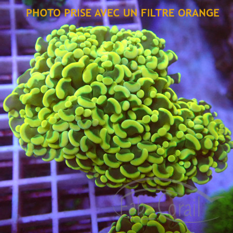 Euphyllia ancora Indonésie euphy3005