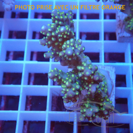 Acropora sp acro6151