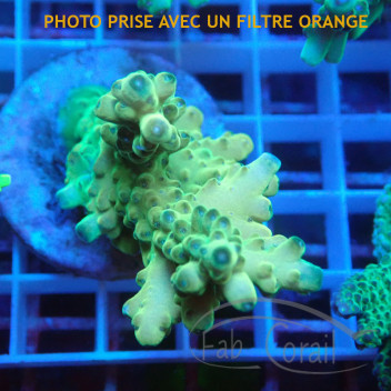 Acropora granulosa acro6236