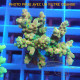 Acropora carolinae acro6251