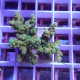 Acropora carolinae acro6251