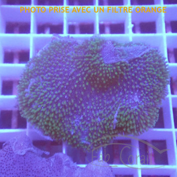 Sarcophyton sarco268