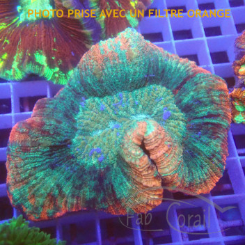 Trachyphyllia multicolor trachy223