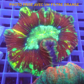 Trachyphyllia multicolor trachy224