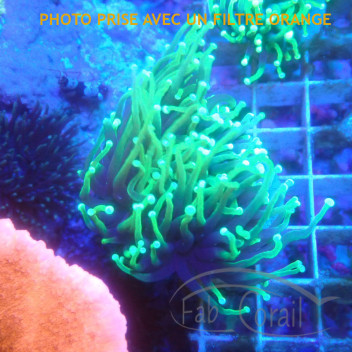 Euphyllia glabrescens green euphy3037