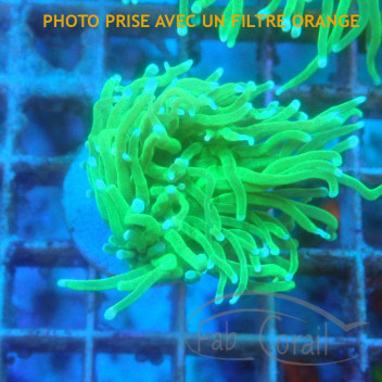 Euphyllia glabrescens dragon soul euphy3052