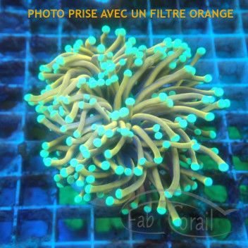 Euphyllia glabrescens green euphy3054