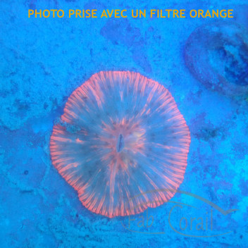 Fungia ultra (cycloseris) fungia246
