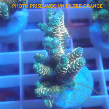 Acropora millepora acro6333