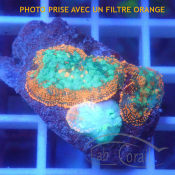 Rhodactis orange premium disco734