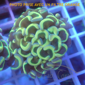 Euphyllia parancora euphy3057