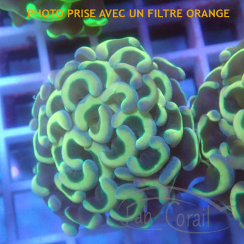 Euphyllia parancora euphy3058