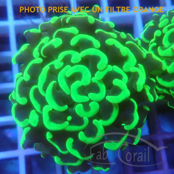 Euphyllia parancora euphy3060