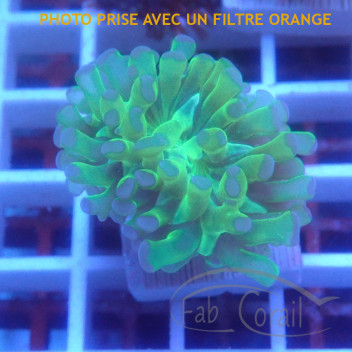Euphyllia paradivisa euphy3063
