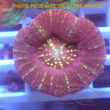 Scolymia australis scoly196