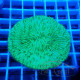 Mini Fungia vert (cycloseris) fungia258
