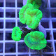Caulastrea vert fluo caula335